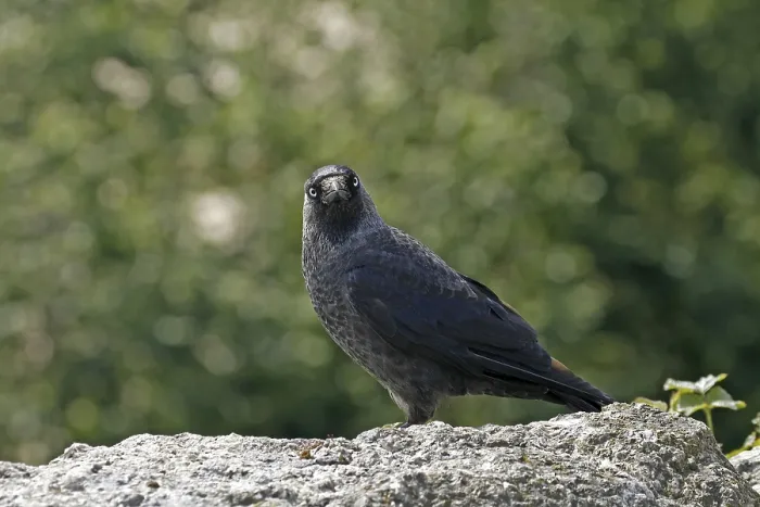 Framed Print : Jackdaw Print - Corvus monedula Framed Print : Jackdaw Print - Corvus monedula