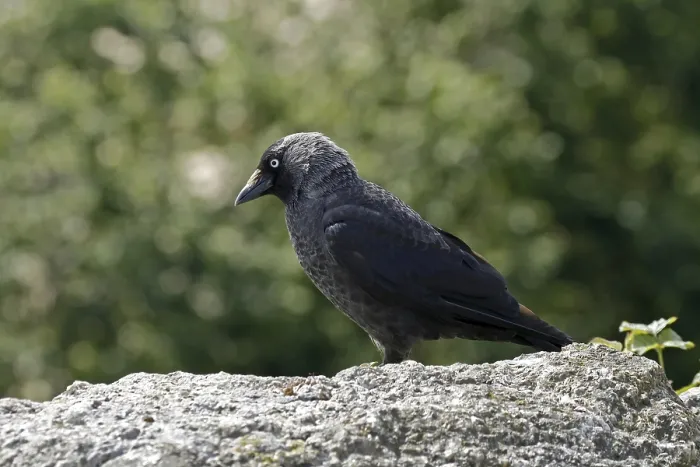Framed Print : Jackdaw Print, Corvus monedula Framed Print : Jackdaw Print, Corvus monedula