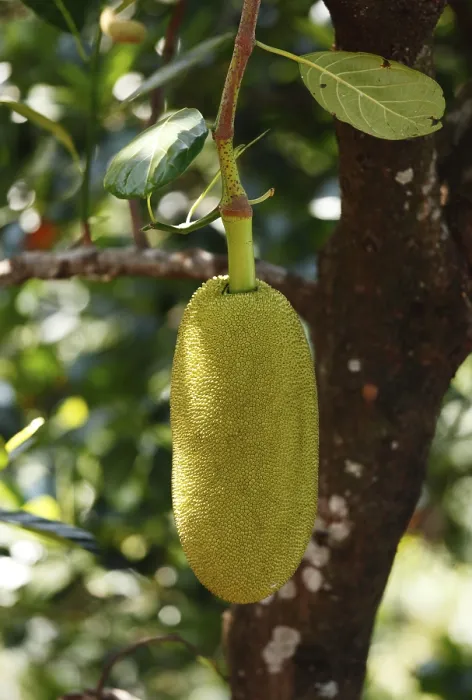 Framed Print : Jackfruit Tree Print, Kerala, India Framed Print : Jackfruit Tree Print, Kerala, India