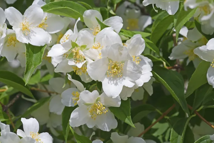 Framed Print : Jasmin Print by imageBROKER Framed Print : Jasmin Print by imageBROKER
