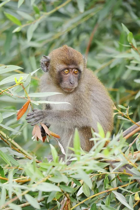 Framed Print : Java Monkey Print, Captive Juvenile in Southeast Asia