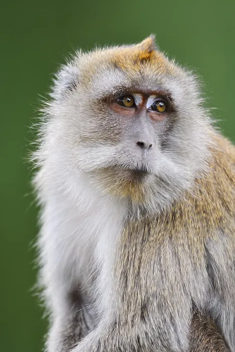 Framed Print : Javanese Monkey Print - Macaca fascicularis Portrait Framed Print : Javanese Monkey Print - Macaca fascicularis Portrait