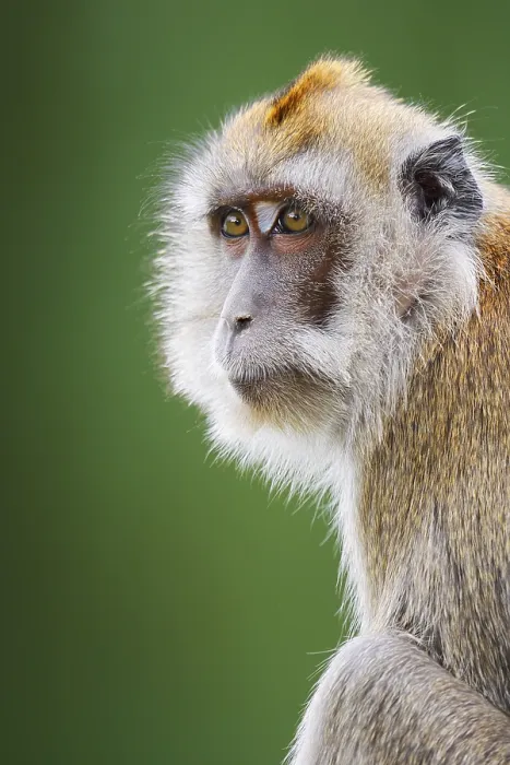 Framed Print : Javanese Monkey Print, Captive Portrait Framed Print : Javanese Monkey Print, Captive Portrait