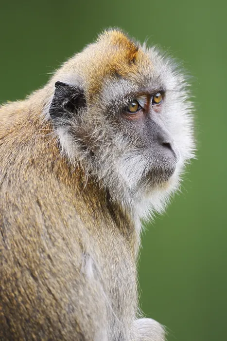 Framed Print : Javanese Monkey Print, Captive Portrait Framed Print : Javanese Monkey Print, Captive Portrait