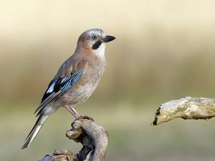 Framed Print : Jay Perched on a Root Print, Solms Germany