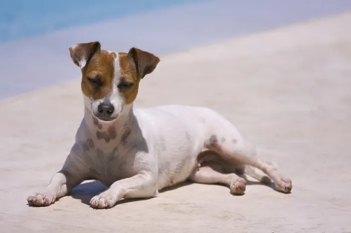 Framed Print : JRT Soaks Up the Sun Poolside Print Framed Print : JRT Soaks Up the Sun Poolside Print