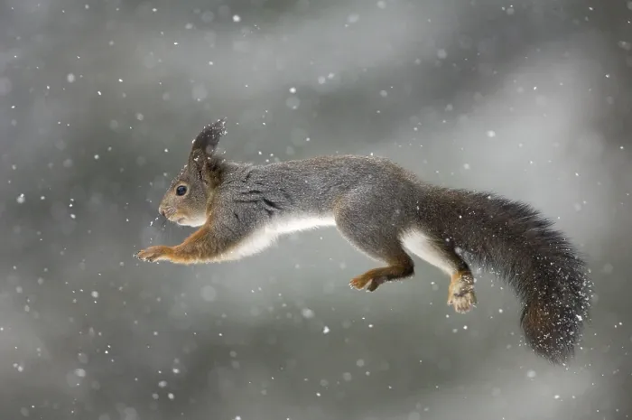 Framed Print : Jumping Squirrel Print - Klaebu, Norway Framed Print : Jumping Squirrel Print - Klaebu, Norway