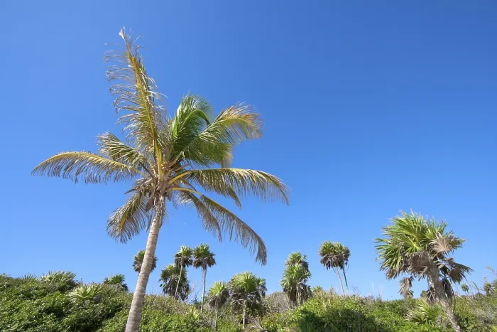 Framed Print : Jungle Print with Palms and Sky Framed Print : Jungle Print with Palms and Sky