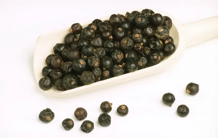 Framed Print : Juniper Berries Print, Common Juniper Fruit Framed Print : Juniper Berries Print, Common Juniper Fruit