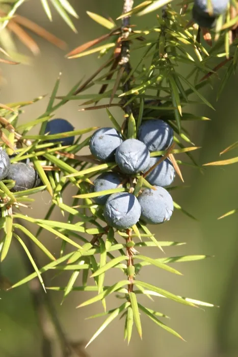 Framed Print : Juniper Berries on a Juniper Tree Print Framed Print : Juniper Berries on a Juniper Tree Print
