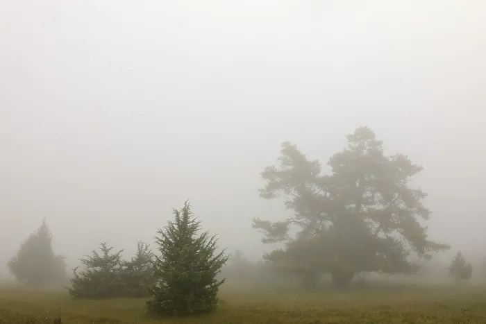 Framed Print : Juniper Heath in the Mist Print, Kraftstein, Germany Framed Print : Juniper Heath in the Mist Print, Kraftstein, Germany