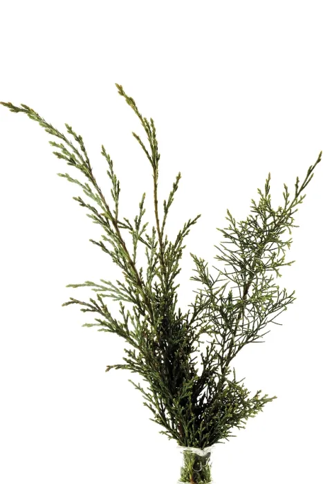 Framed Print : Juniper Branch Print Framed Print : Juniper Branch Print