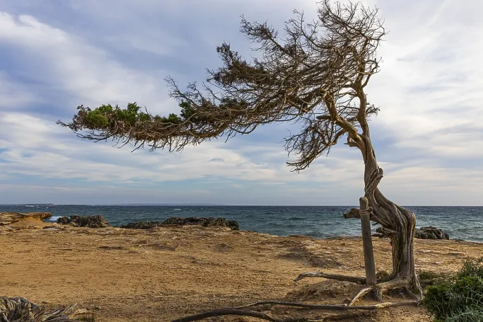 Framed Print : Juniper Tree Print, Salines Beach, Ibiza Framed Print : Juniper Tree Print, Salines Beach, Ibiza