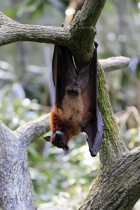 Framed Print : Kalong Flying Fox Print, Singapore Framed Print : Kalong Flying Fox Print, Singapore
