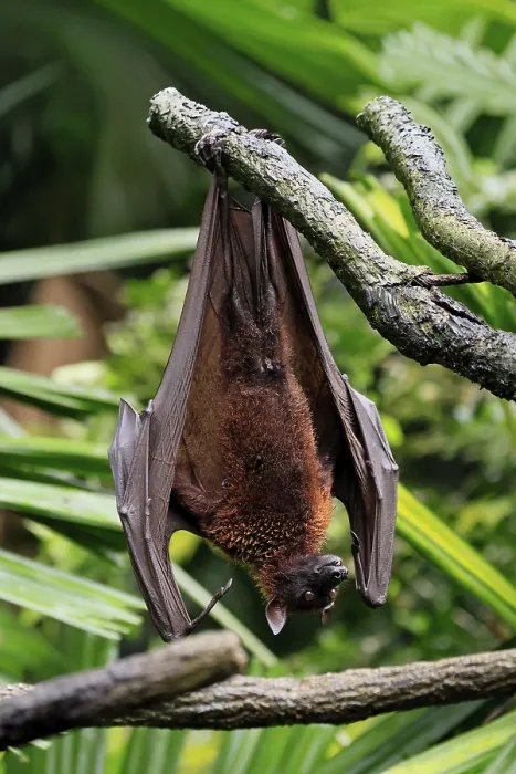 Framed Print : Kalong Flying Fox Print, Singapore Framed Print : Kalong Flying Fox Print, Singapore