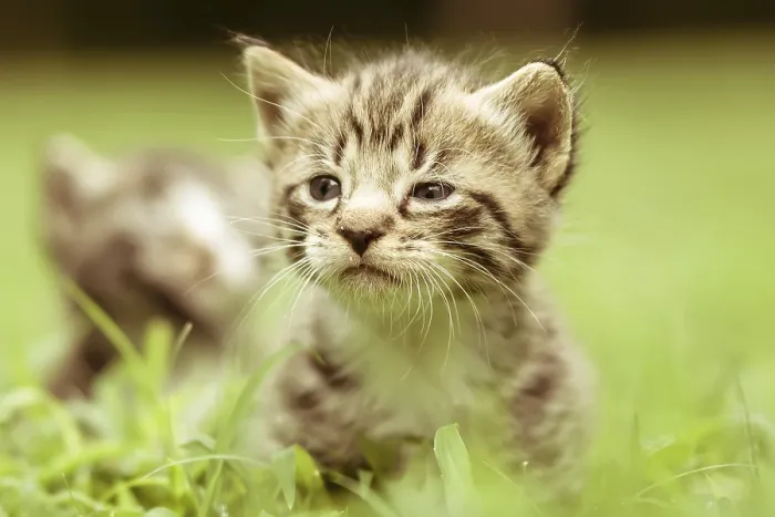 Framed Print : Print of Kitty in Grass