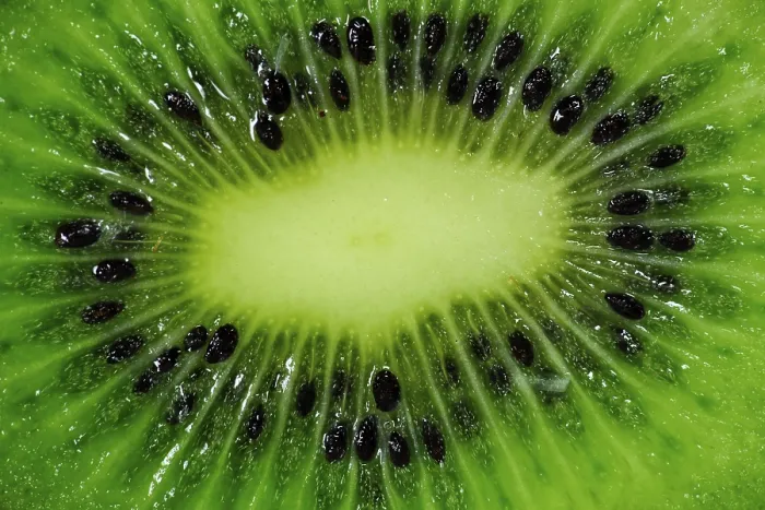 Framed Print : Kiwi, Close-up Print Framed Print : Kiwi, Close-up Print