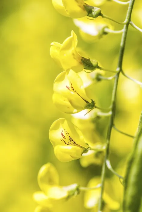 Framed Print : Laburnum Tree Print - Yellow Blossoms Framed Print : Laburnum Tree Print - Yellow Blossoms