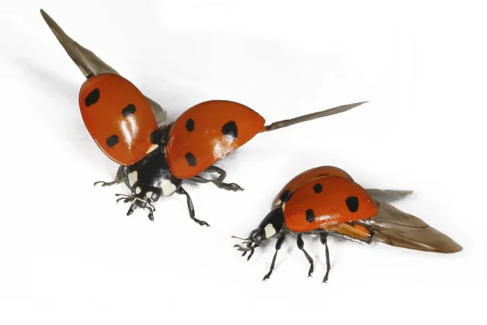 Framed Print : Ladybird in Flight Print Framed Print : Ladybird in Flight Print