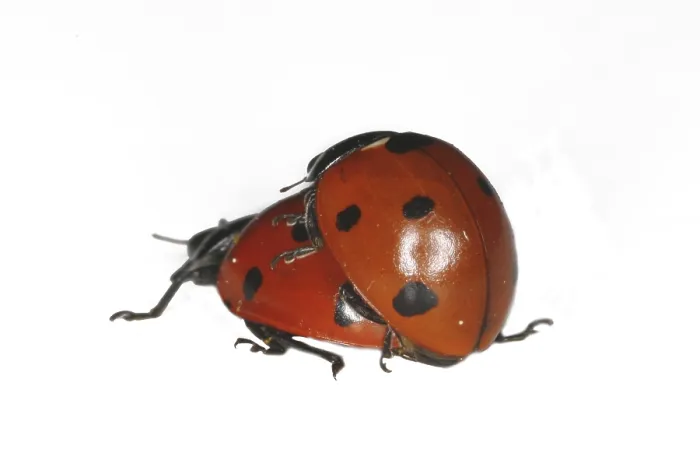 Framed Print : Ladybird Mating Print Framed Print : Ladybird Mating Print
