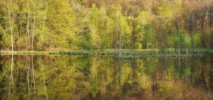 Framed Print : Lake Albertsee Spring Reflection Print, Thuringia Germany Framed Print : Lake Albertsee Spring Reflection Print, Thuringia Germany