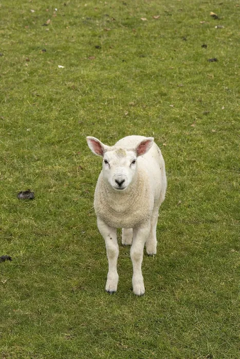 Framed Print : Lamb Looking at Camera Print, Cotswolds, England Framed Print : Lamb Looking at Camera Print, Cotswolds, England