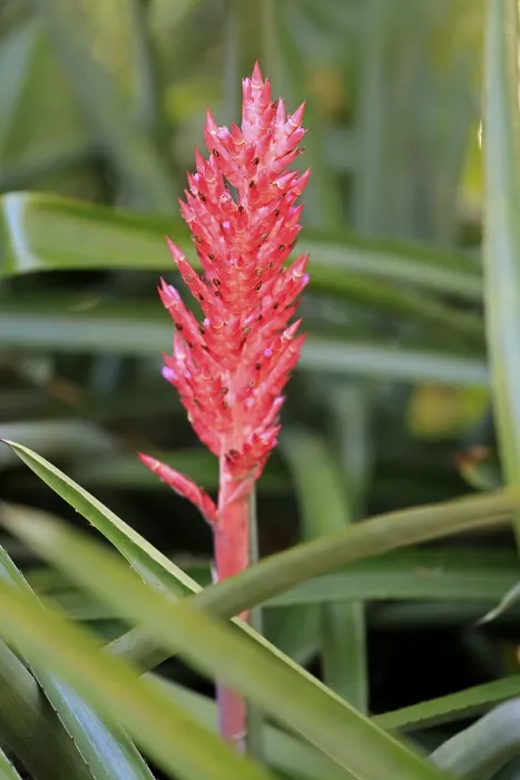 Framed Print : Lance Bromeliad Print, Aechmea distichantha in Bloom Framed Print : Lance Bromeliad Print, Aechmea distichantha in Bloom