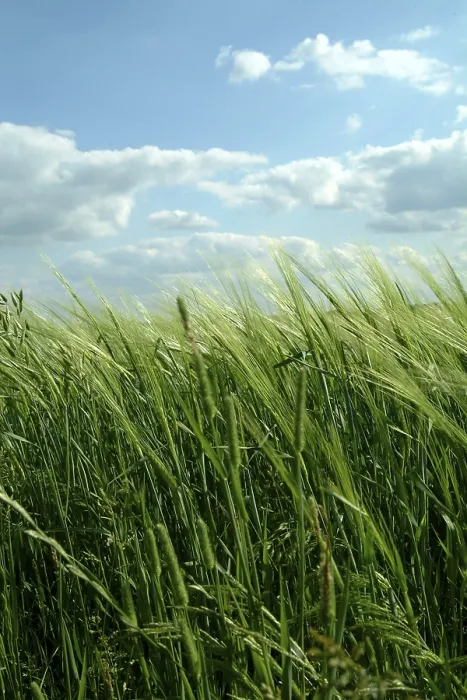 Framed Print : Landscape Print from imageBROKER Framed Print : Landscape Print from imageBROKER