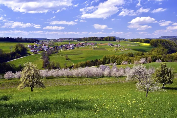 Framed Print : Landscape with Blossoming Cherry Trees Print, Switzerland Framed Print : Landscape with Blossoming Cherry Trees Print, Switzerland