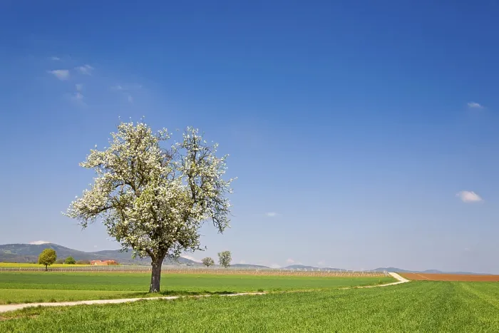 Framed Print : Landscape with Blossoming Fruit Tree Print, Germany Framed Print : Landscape with Blossoming Fruit Tree Print, Germany