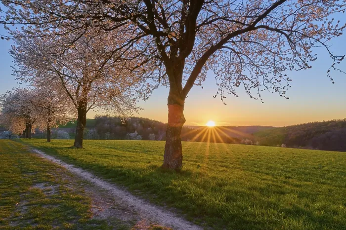 Framed Print : Landscape Print: Cherry Blossoms in Bavaria, Germany Framed Print : Landscape Print: Cherry Blossoms in Bavaria, Germany