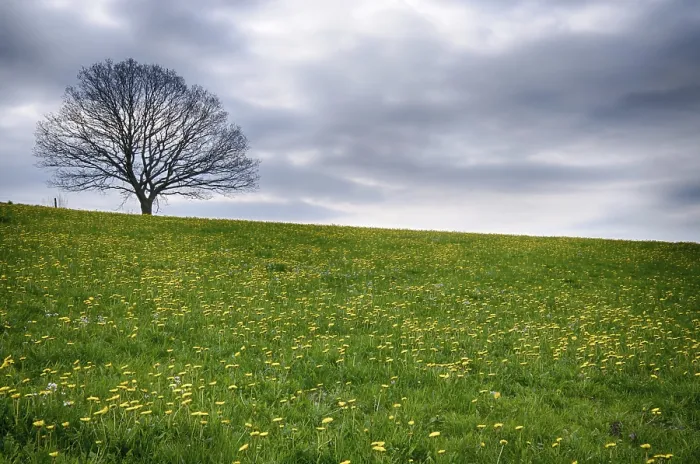 Framed Print : Landscape with Dandelions Print Framed Print : Landscape with Dandelions Print