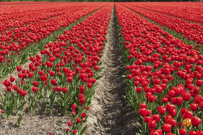 Framed Print : Landscape with Fields Full of Red Tulips Print Framed Print : Landscape with Fields Full of Red Tulips Print