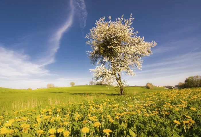 Framed Print : Landscape with a flowering tree at spring Print Framed Print : Landscape with a flowering tree at spring Print
