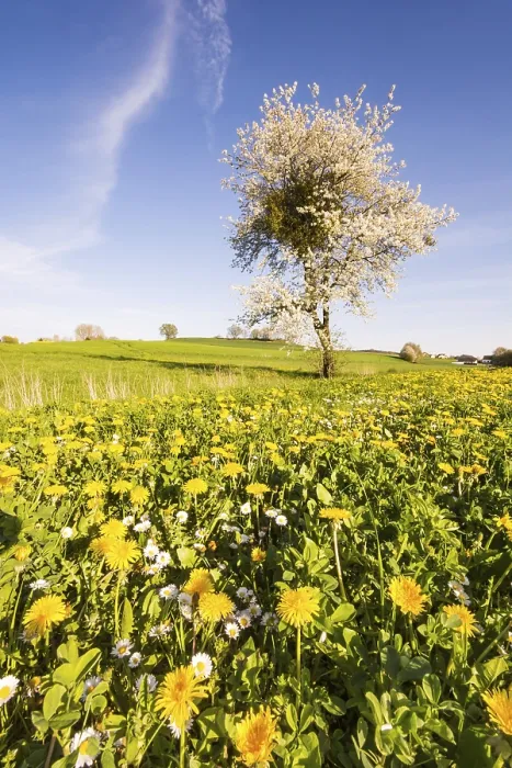 Framed Print : Landscape with a flowering tree at spring Print Framed Print : Landscape with a flowering tree at spring Print