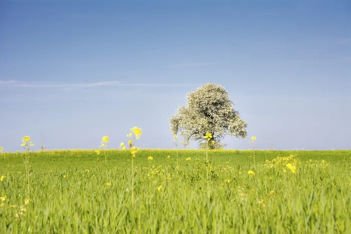 Framed Print : Landscape with a flowering tree at spring Print Framed Print : Landscape with a flowering tree at spring Print