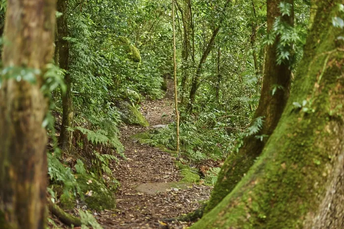 Framed Print : Rainforest Walking Path Print, Lamington National Park Framed Print : Rainforest Walking Path Print, Lamington National Park