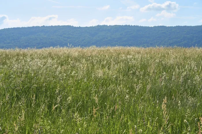 Framed Print : Landscape Print with Spring Meadow in Bavaria, Germany Framed Print : Landscape Print with Spring Meadow in Bavaria, Germany