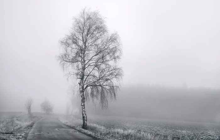 Framed Print : Landscape in the Mist Print Framed Print : Landscape in the Mist Print