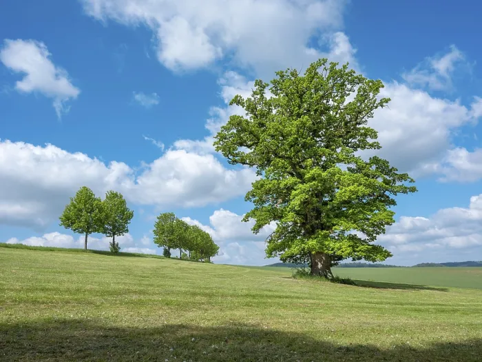 Framed Print : Thuringian Rhön Landscape Print - Giant Oak in Spring Framed Print : Thuringian Rhön Landscape Print - Giant Oak in Spring