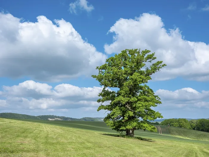 Framed Print : Thuringian Rhon Landscape Print - Quercus robur in Spring Framed Print : Thuringian Rhon Landscape Print - Quercus robur in Spring