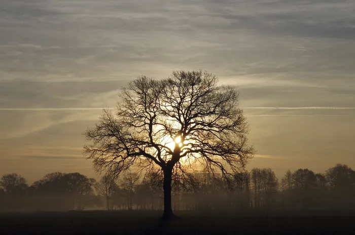 Framed Print : Rising Sun Through Oak Tree Print