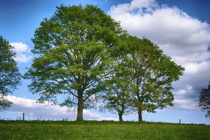 Framed Print : Spring Landscape Print with Trees Framed Print : Spring Landscape Print with Trees