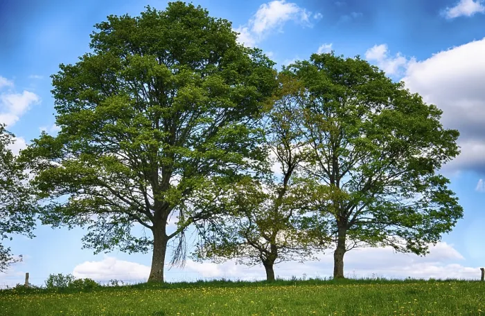 Framed Print : Landscape with Trees in Spring Print Framed Print : Landscape with Trees in Spring Print