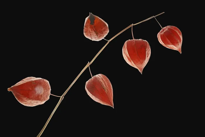Framed Print : Lantern Flowers Print Framed Print : Lantern Flowers Print