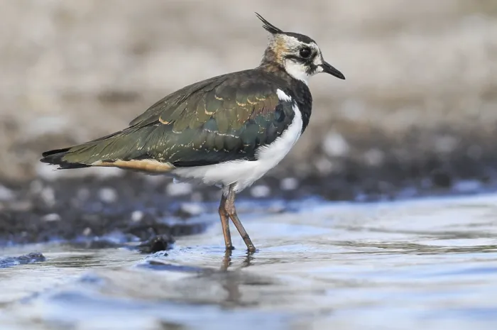 Framed Print : Lapwing Print - Vanellus Vanellus Framed Print : Lapwing Print - Vanellus Vanellus