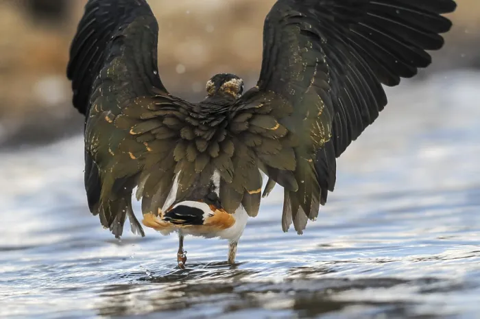 Framed Print : Lapwing Print - Vanellus Vanellus in Flight