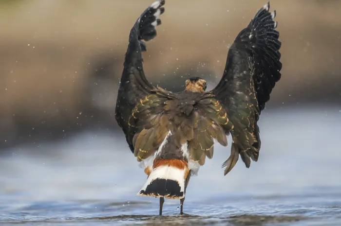 Framed Print : Lapwing Print - Vanellus Vanellus in Flight Framed Print : Lapwing Print - Vanellus Vanellus in Flight