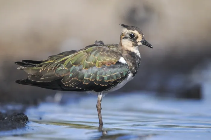 Framed Print : Lapwing Print - Vanellus Vanellus, Bath Framed Print : Lapwing Print - Vanellus Vanellus, Bath