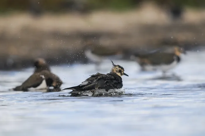 Framed Print : Vanellus Vanellus Print - Bath Lapwing